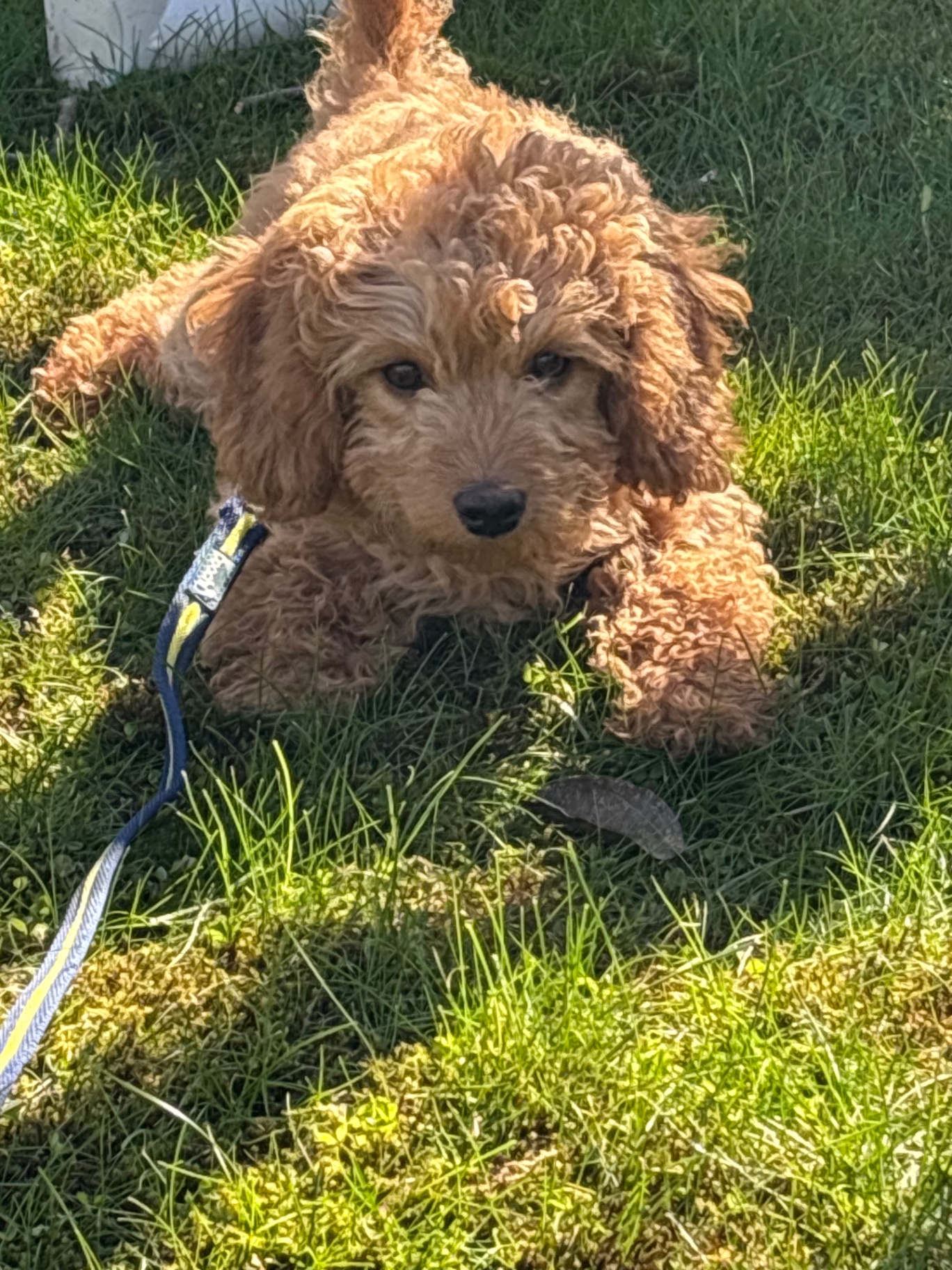 Sunny garden snooze with a cockapoo client