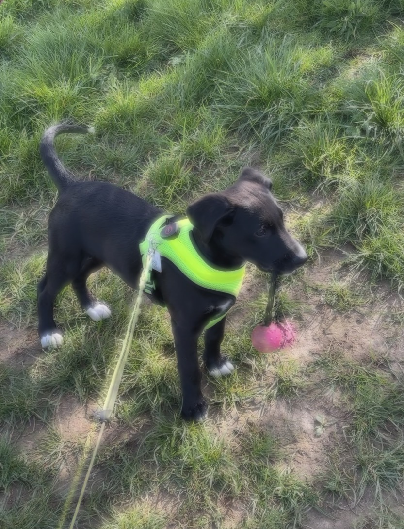 Puppy training walk — high-vis harness, ball in tow